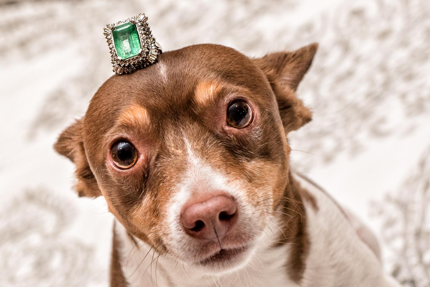The Brides large emerald wedding ring sitting on top of a dogs head. The ring is so big it could almost be a little hat for the dog.